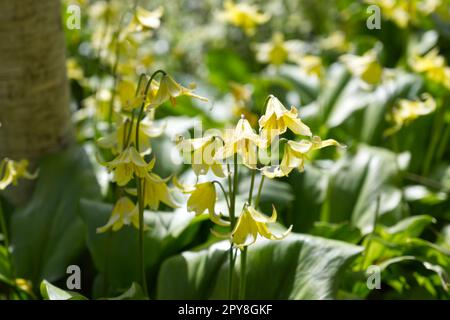 Fiori primaverili di Erythronium 'Pagoda', giallo cane dente viola nel giardino del Regno Unito aprile Foto Stock