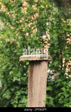 Un tipico e comune usurato e stagionato recinto di legno posta in piedi nel prato. Foto Stock