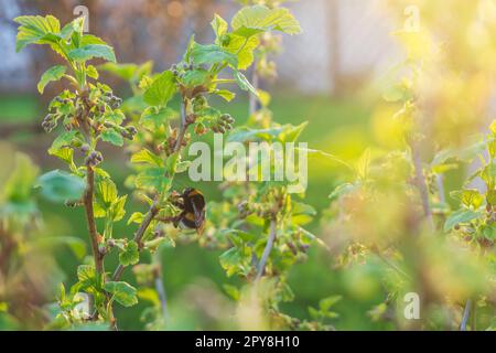 Germogli e germogli di ribes nero o ribes nigrum in Sring. Foglie verdi giovani, impollinazione di fiori di Bumblebee. Foto Stock