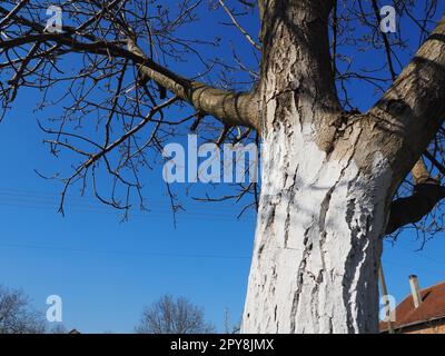 Tronco bianco di un albero da frutto. Protezione dell'albero dagli insetti - parassiti. Noce senza foglie. Lavori agricoli e orticoli in primavera. Vernice bianca sulla corteccia. Cielo blu Foto Stock