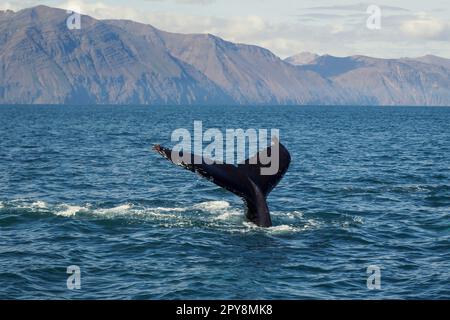 Coda di balena subacquea in mare paesaggio foto Foto Stock