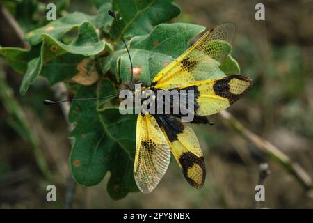 Primo piano Ascalaf motley su fig tree branch concept photo Foto Stock