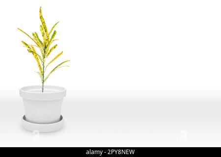 Primo piano delle interessanti foglie larghe Croton Plant su Shiny White Pot, isolate su White Foto Stock