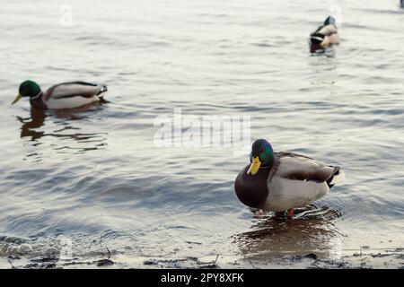 Primo piano anatre drake galleggianti nella foto Water Concept Foto Stock