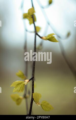 Primo piano foglie fresche che crescono sulla foto del concetto di ramo d'albero Foto Stock