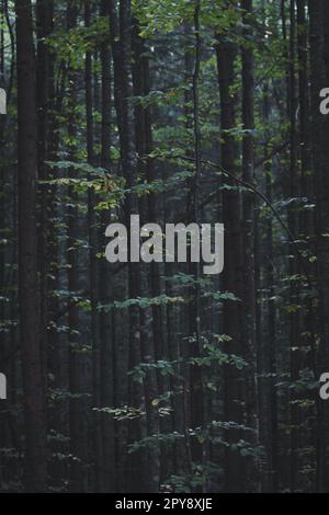 Primo piano su alberi densamente cresciuti nella foto di concetto di foresta scura Foto Stock