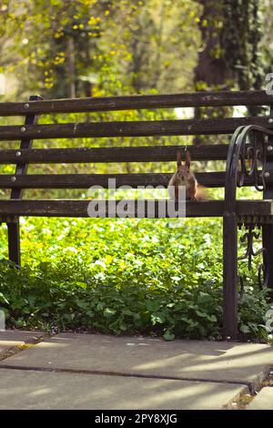 Primo piano scoiattolo selvaggio seduto sul bordo della panca e fissando il concetto foto Foto Stock