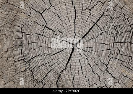 Sfondo della vecchia sezione trasversale del tronco dell'albero Foto Stock