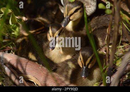 Due anatroccoli con teste gialle e strisce nere Foto Stock