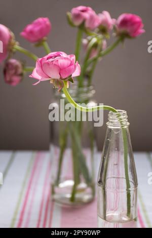 Una vivace esposizione di fiori rosa in vasi trasparenti in cima a una tovaglia a righe. Foto Stock