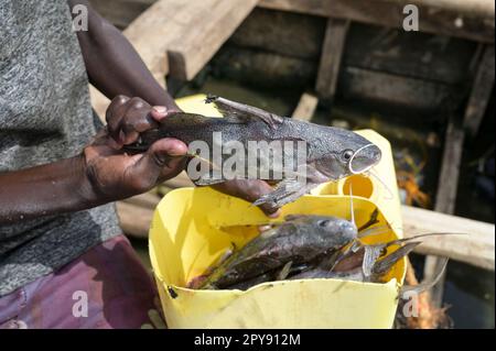 KENYA, Turkana, villaggio Anam al Lago Turkana, pescatore con pesce / KENIA, Turkana, Dorf Anam Lago Turkana, Fischer Foto Stock