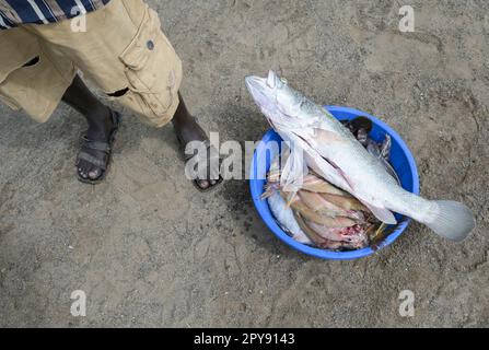 KENYA, Turkana, villaggio Anam al Lago Turkana, pescatore con pesce / KENIA, Turkana, Dorf Anam Lago Turkana, Fischer Foto Stock