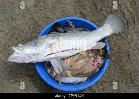 KENYA, Turkana, villaggio Anam al Lago Turkana, pescatore con pesce / KENIA, Turkana, Dorf Anam Lago Turkana, Fischer Foto Stock