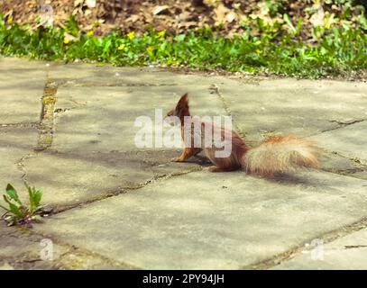 Primo piano scoiattolo selvaggio guardando lontano sul sentiero in mattoni nella foto concetto parco Foto Stock