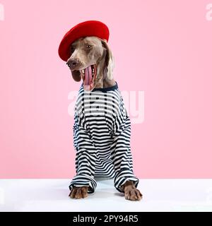 Weimaraner con pelliccia marrone in abiti divertenti in posa con bocca aperta su sfondo rosa. L'animale domestico sembra sano e felice Foto Stock
