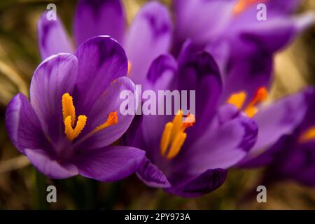 Primo piano fiori di cocco viola in piena fioritura concetto foto Foto Stock