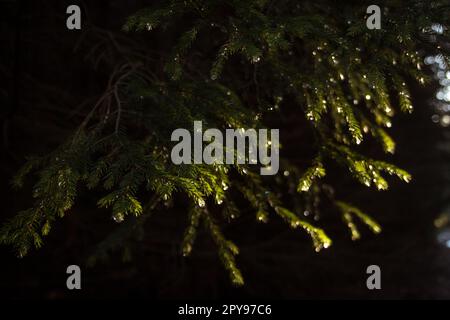 Primo piano rami di abete scuro con foto di concetto di goccioline congelate Foto Stock