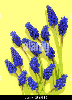 Fiori primaverili blu su sfondo giallo. Muscari armeniacum su sfondo giallo. Bella cartolina, congratulazioni. Spazio di copia STILL Life Flat lay. Giacinto d'uva armeno. Foto Stock