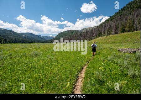 L'uomo fa escursioni attraverso Meadow verso il Monte Holmes a Yellowstone Foto Stock