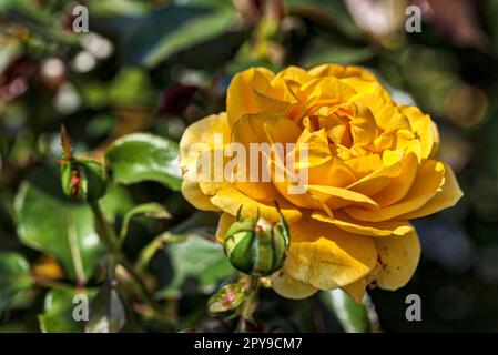 Rose (Rosa foetida), International Garden Exhibition, 2017, Berlino, Germania Foto Stock