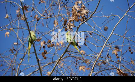 Monaco parakeet - pappagalli verdi selvatici su castagno in inverno Foto Stock