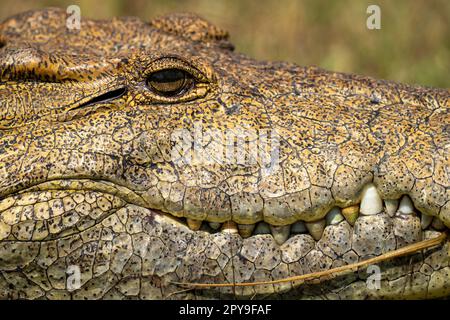 Primo piano della testa di coccodrillo del Nilo sotto il sole Foto Stock