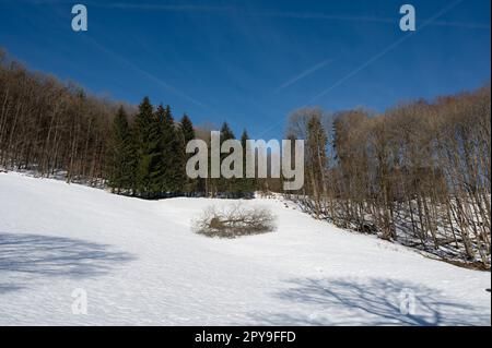 Foresta in inverno con neve, un albero rotto giace su un campo con neve Foto Stock