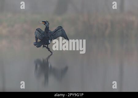 Cormorano nero al mattino nebbia Foto Stock