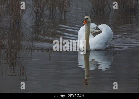 Mute Swans nelle paludi del fiume Werra Foto Stock