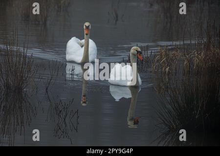 Mute Swans nelle paludi del fiume Werra Foto Stock