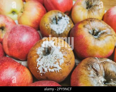 Primo piano sulle mele di Gala marciume in una scatola di legno. Rivestimento bianco sulla buccia della mela. Mele di gala ricoperte di muffa... Foto Stock