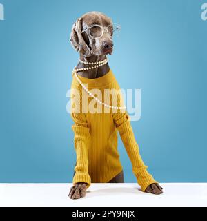 Serious dog Weimaraner indossando maglione giallo e occhiali che guardano via su sfondo blu studio. Abiti eleganti per animali Foto Stock