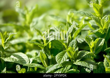Primo piano di foglie di menta (Mentha spicata) che crescono in abbondanza in un giardino di erbe. Conosciuto anche come menta comune o giardino, menta di agnello o menta di sgombro. Foto Stock