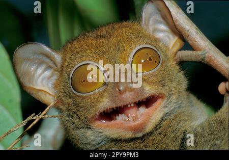 Tarsier occidentale, Sabah, Borneo, Malesia Foto Stock