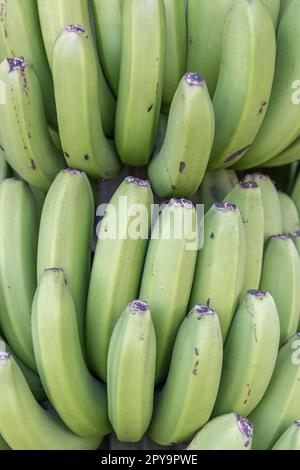 Banane fresche in un grappolo che cresce in un albero. La Palma, Isole Canarie, Spagna. Foto Stock