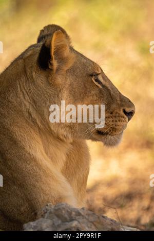 Primo piano della leonessa che sta fissando il profilo Foto Stock