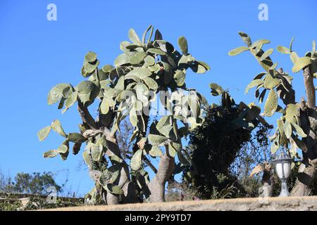 Cactus d'India con fiore, provincia di Alicante, Spagna Foto Stock