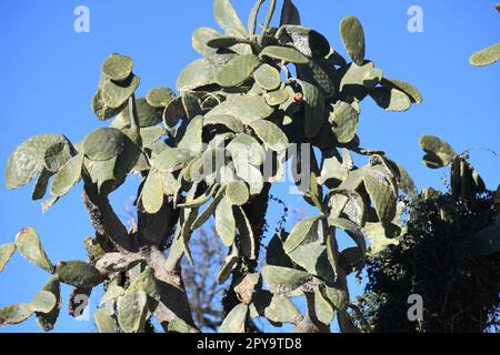 Cactus d'India con fiore, provincia di Alicante, Spagna Foto Stock