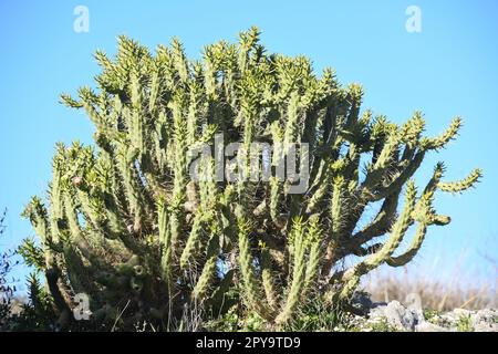 Cactus d'India con fiore, provincia di Alicante, Spagna Foto Stock