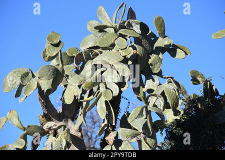 Cactus d'India con fiore, provincia di Alicante, Spagna Foto Stock