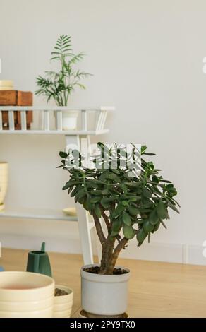 Houseplant Crassula jade pianta albero di soldi in vaso bianco in casa - concetto di giardinaggio domestico Foto Stock