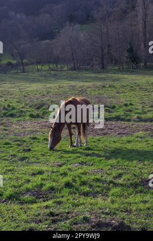 Cavallo castagno bruno pascolo sul verde prato di montagna in inverno in ritratto Foto Stock