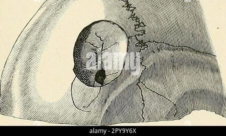 "Un libro di testo di pronto soccorso e di trattamento d'urgenza" (1917) Foto Stock