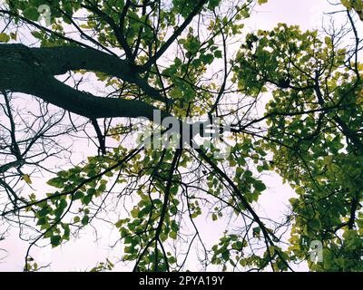 Corona di un albero dal basso verso l'alto su sfondo bianco. Tronco, rami, foglie d'autunno traslucide gialle e verdi. Foto Stock