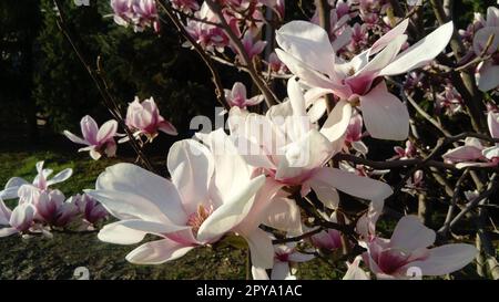 Bellissimi fiori bianchi in fiore e boccioli di magnolia su rami senza foglie. Pestelli rosa e stampanti. Invito di nozze o biglietto d'auguri. 8 marzo. L'inizio della primavera. Delicati petali bianchi Foto Stock