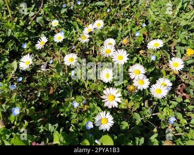 Margherite bianche sul prato in un giorno primaverile. Steli corti, solo erba verde che esce dal terreno. I primi gradini della molla. Prato con fiori. Terreno con argilla. Primo piano. Erba verde e foglie di trifoglio. Foto Stock