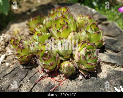 Echeveria o pianta di rose in pietra, vista laterale di colore verde chiaro da vicino su sfondo di legno Foto Stock