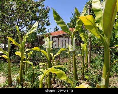 Piantagione di banane contro. Banana Farm. Piantagione con giovani banane. Sullo sfondo c'è una capanna in mattoni e una recinzione. Piante tropicali. Nuovo prodotto. Homestead Farming. Il giardino dei contadini Foto Stock