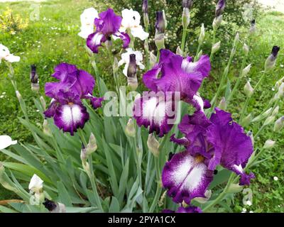 Splendido Iris viola con un mezzo bianco. Petali di fiori curvi e luminosi. Sfondo sfocato verde. Grado di riproduzione dell'iride. Grande bocciolo in fiore. Foglie sottili e lunghe Foto Stock