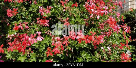 Pelargonium peltatum. Gerani d'edera in fiore rossi, rosa e magenta in un parco cittadino. Paesaggio verticale di un giardino, cortile o strada cittadina. Banner. Foto Stock
